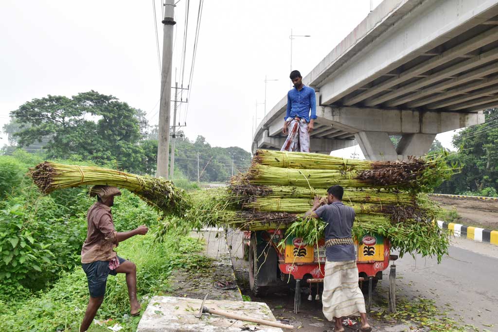 পাট গাছ কাটার পরে জমি থেকে জাগ দেওয়ার জন্য নিয়ে যাওয়া হচ্ছে। রাজশাহী বিশ্ববিদ্যালয়ের ফ্লাইওভারের সামনে, রাজশাহী, ১৩ আগস্ট। ছবি: মিলন শেখ।
