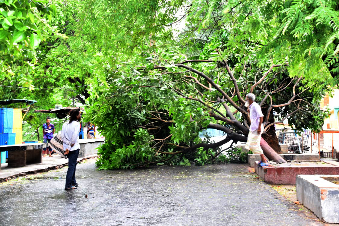 ঘূর্ণিঝড় রিমালের প্রভাবে ঝোড়ো বাতাস ও বৃষ্টি হচ্ছে। সড়কে উপড়ে পড়েছে একটি গাছ। এতে ব্যাহত হয় যানচলাচল। ছবিটি নগরীর দরগাপাড়া এলাকা থেকে তোলা, রাজশাহী, ২৭ মে ২০২৪। ছবি: মিলন শেখ