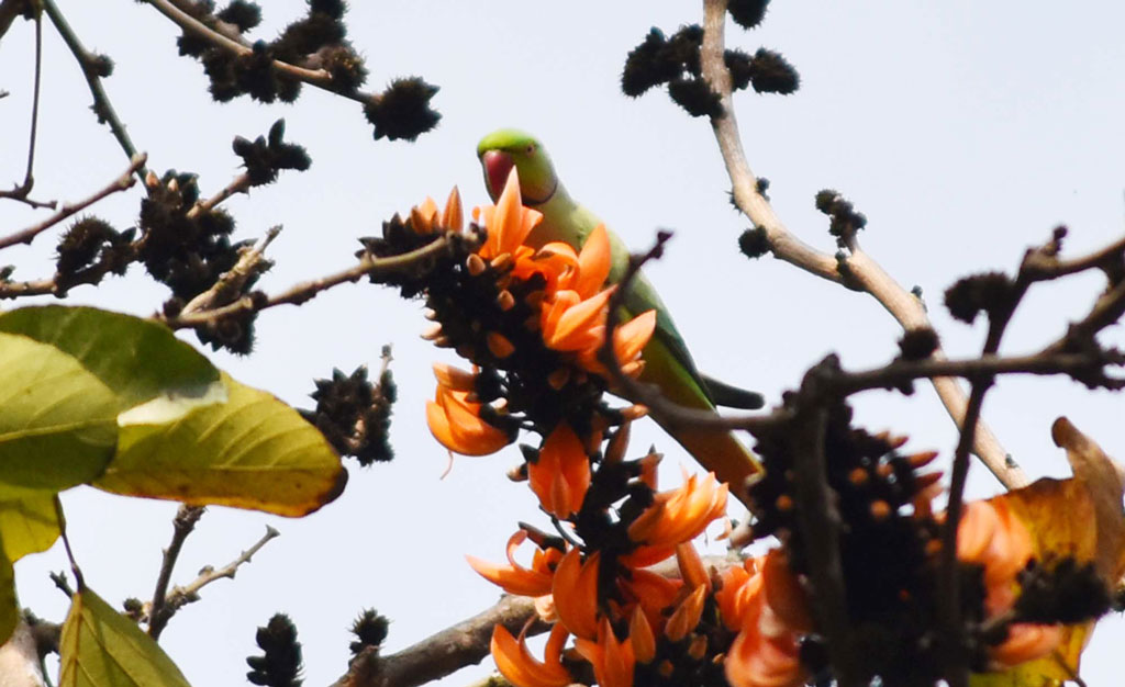 গাছে ফুটেছে পলাশ ফুল। সে ফুল খাচ্ছে টিয়া পাখি। নগরীর শ্রীরামপুর এলাকায় জেলা প্রশাসকের বাসভবনের সামনের গাছ, রাজশাহী, ১২ ফেব্রুয়ারি ২০২৪। ছবি: মিলন শেখ