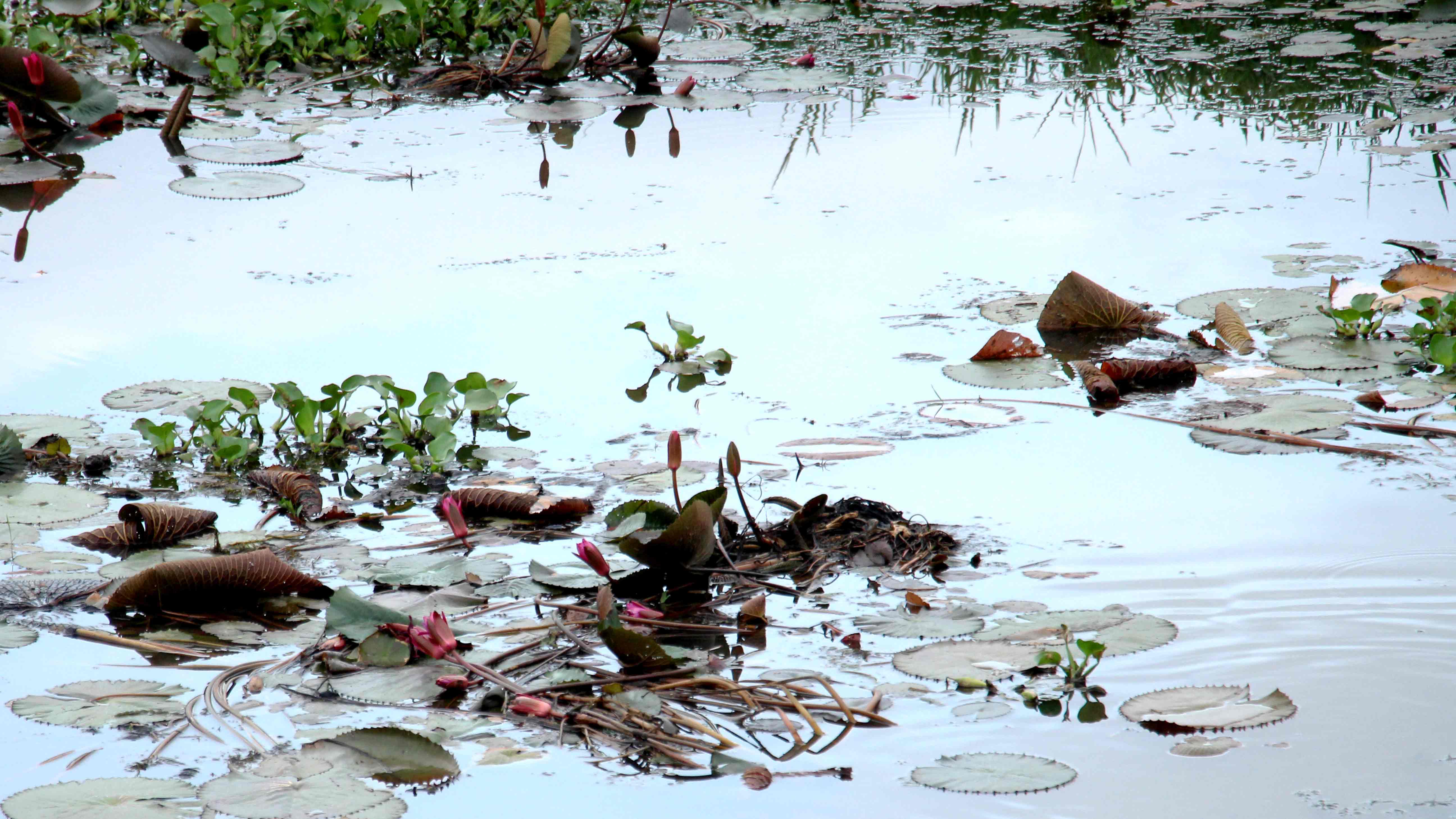 শুকিয়ে যাওয়ার হুমকিতে জৈন্তাপুর শাপলার বিল