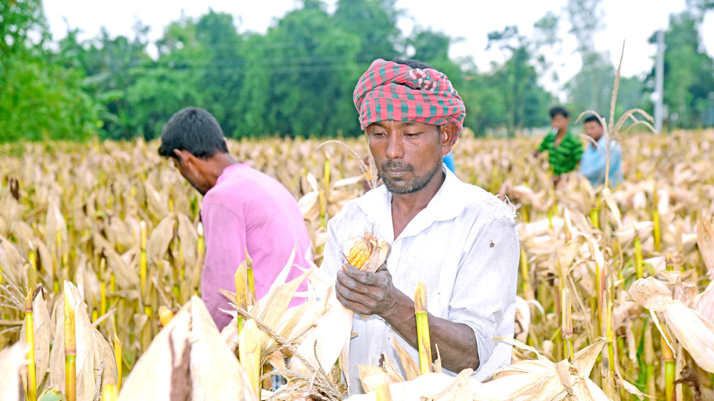 ফলন ও দামে খুশি কৃষকেরা
