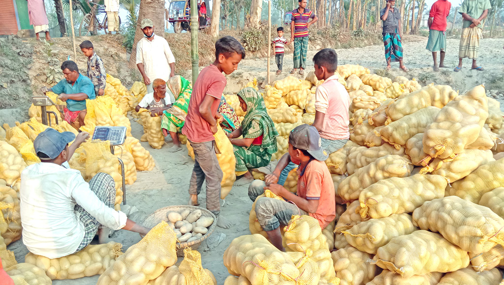 আলু রপ্তানিতে শীর্ষে পীরগাছা