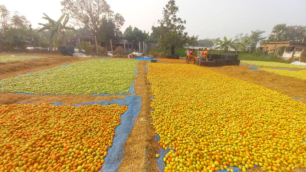 কাঁচা টমেটোতে স্প্রে করার পর রোদে দিয়ে তা পাকানো হচ্ছে। রাজশাহী সদর, রাজশাহী, ২৫ ডিসেম্বর, ২০২২। ছবি: মিলন শেখ