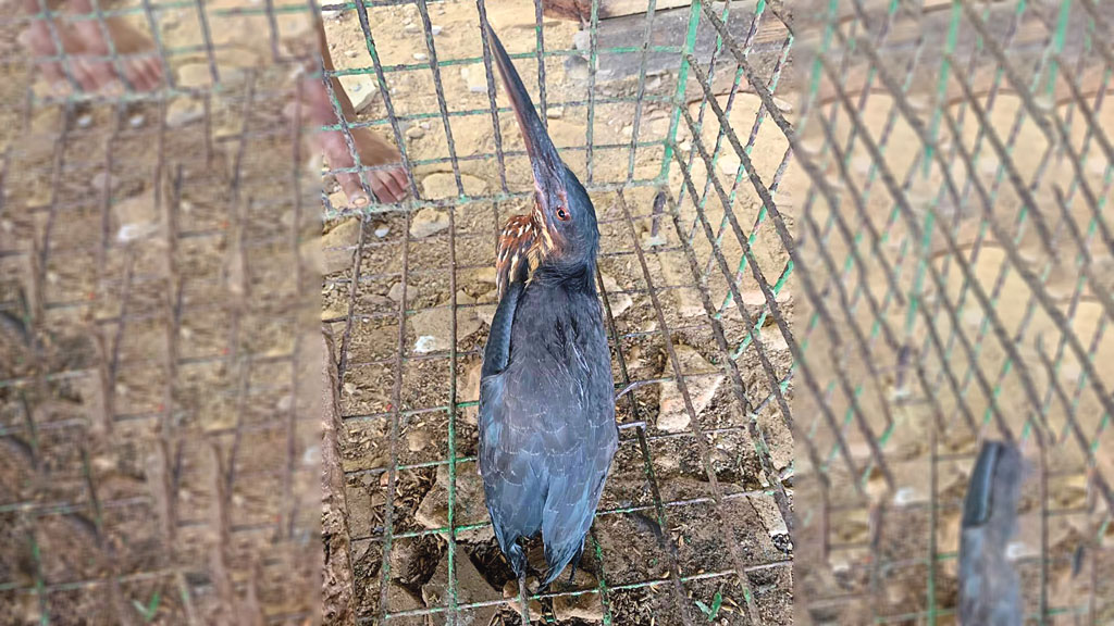 শ্রীমঙ্গলে কালো বক