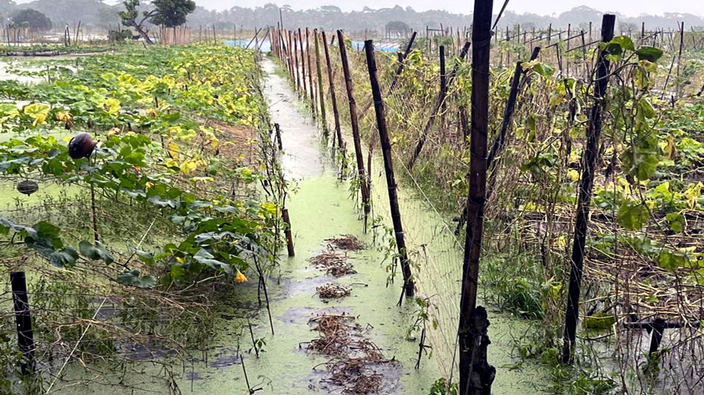 বৃষ্টিতে সবজি ও মাছের ২০ কোটি টাকার ক্ষতি, বিপাকে ১০ হাজার কৃষক