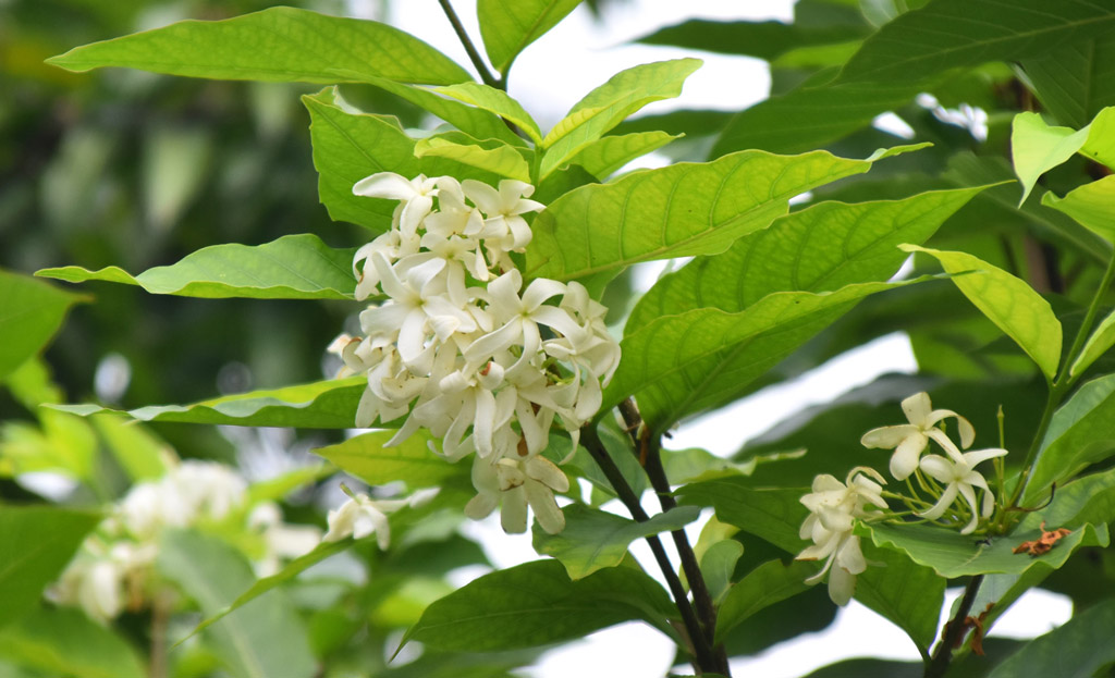 দিনের ছবি (১ অক্টোবর ২০২৪)