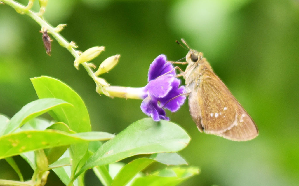 দিনের ছবি (৭ অক্টোবর ২০২৪)