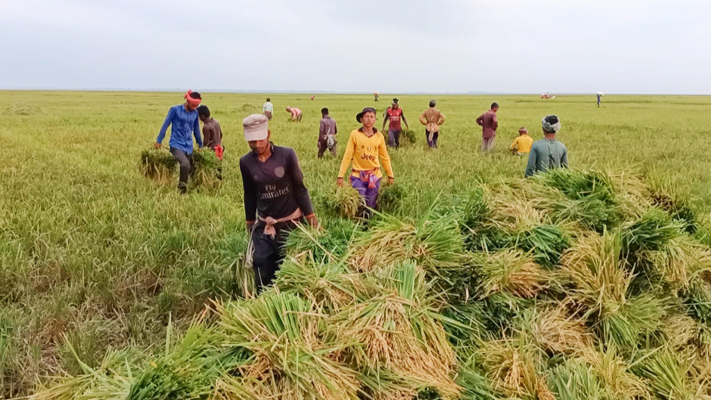 তড়িঘড়ি ধান কাটছেন কৃষক