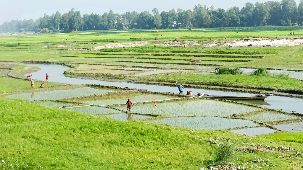 ‘হায় রে কালীগঙ্গা! নদীই এখন আমাদের ফসলের মাঠ’