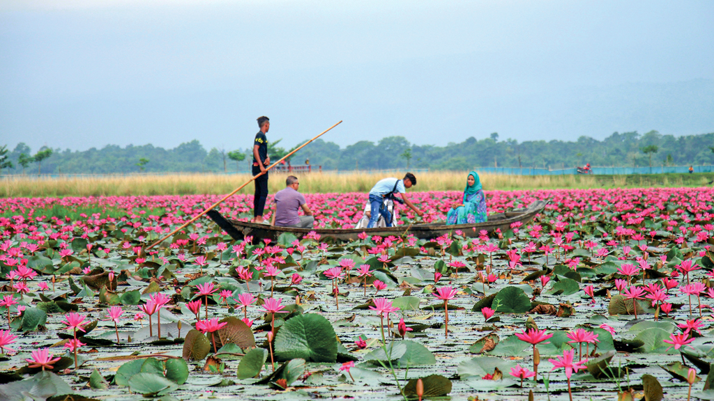 জৈন্তার লাল শাপলার বিল