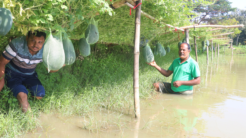 শিক্ষকতার পাশাপাশি তরমুজ চাষে সাফল্য