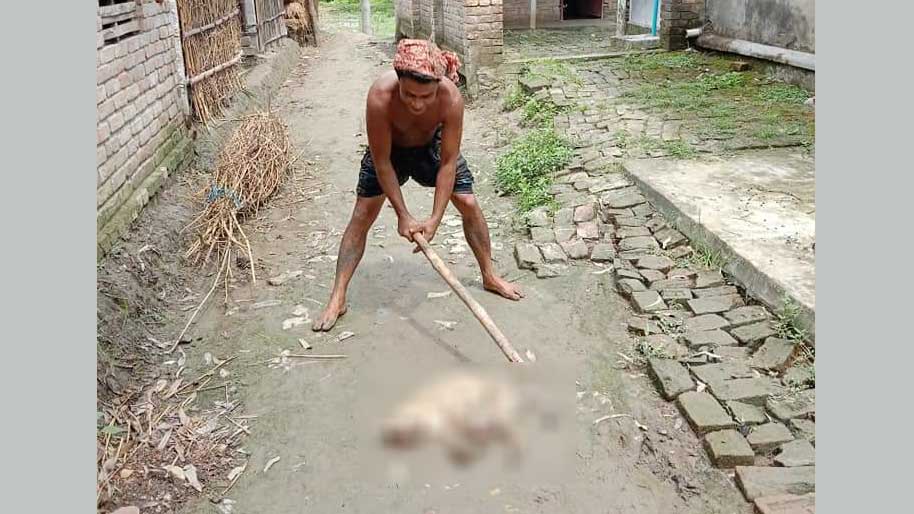 বন্যপ্রাণী পিটিয়ে হত্যার ভিডিও ফেসবুকে, যুবক আটক