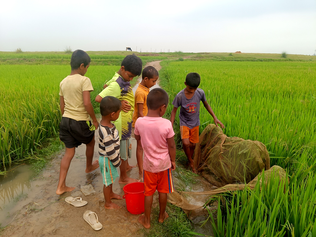 গতকাল শুক্রবার রাত থেকে আজ শনিবার সকাল পর্যন্ত টানা বৃষ্টি হওয়ায় ফসলি জমির আইল উপচে বৃষ্টির পানি নামছে নিচু জমিতে। এই বৃষ্টির পানিতে দল বেঁধে মাছ ধরছে শিশুরা। সরাইল উপজেলার অরুয়াইল ইউনিয়নের কাঁটাখালি বিল, ব্রাহ্মণবাড়িয়া, ৩০ মার্চ ২০২৪। ছবি: মো. মনসুর আলী