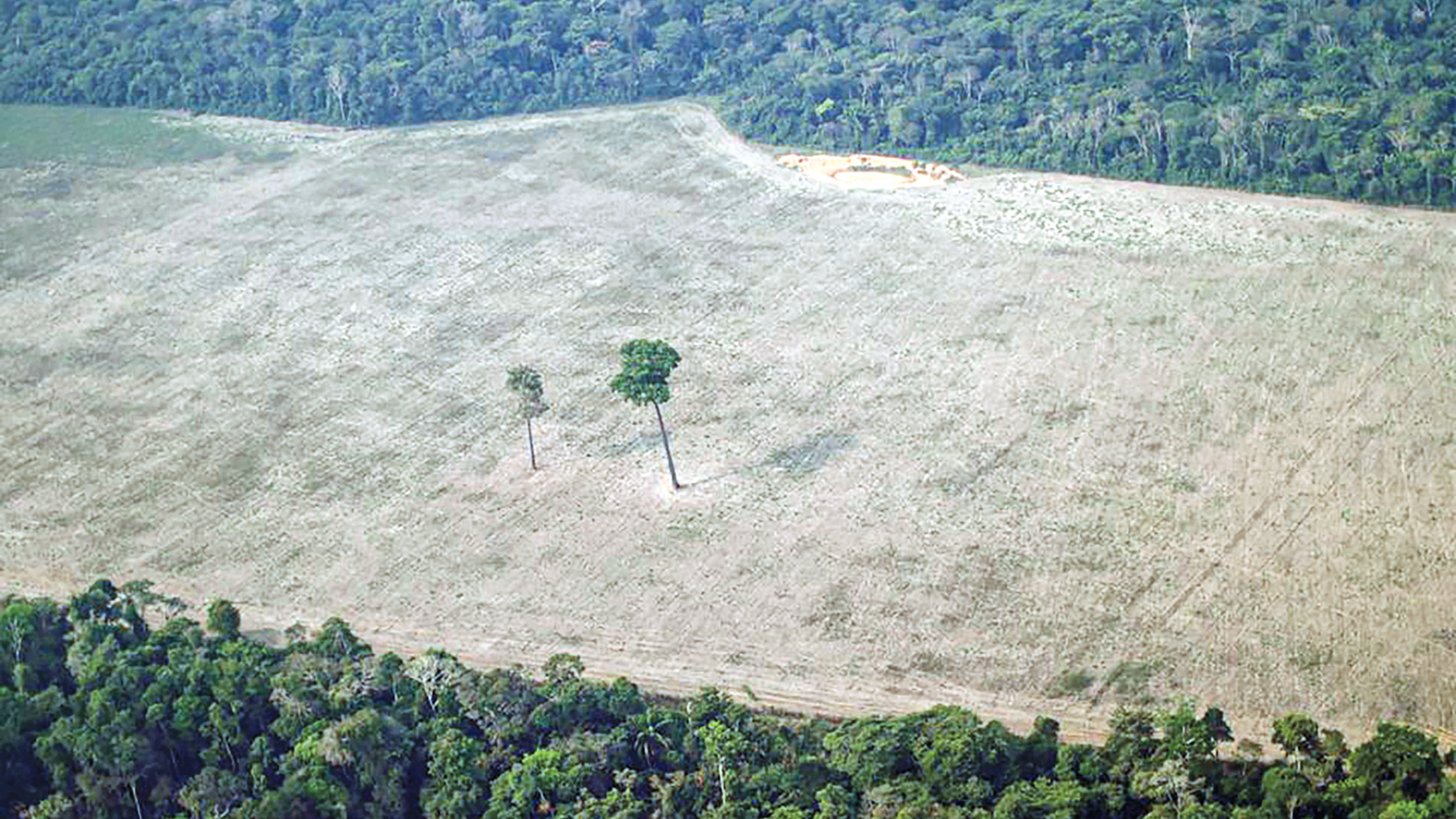 ব্রাজিলে বন নিধন