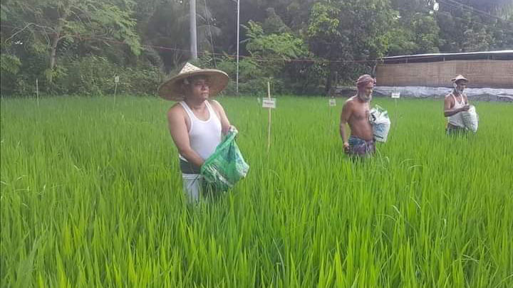 জমিতে সার দিলেন শ্যামনগরের সাংসদ