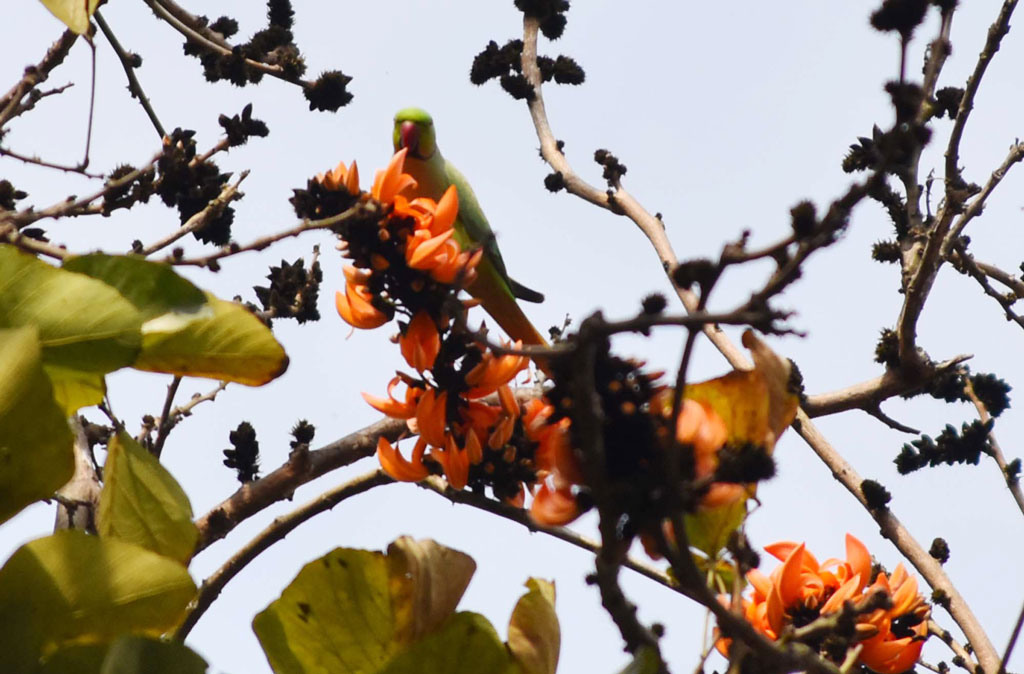 গাছে ফুটেছে পলাশ ফুল। সে ফুল খাচ্ছে টিয়া পাখি। নগরীর শ্রীরামপুর এলাকায় জেলা প্রশাসকের বাসভবনের সামনের গাছ, রাজশাহী, ১২ ফেব্রুয়ারি ২০২৪। ছবি: মিলন শেখ