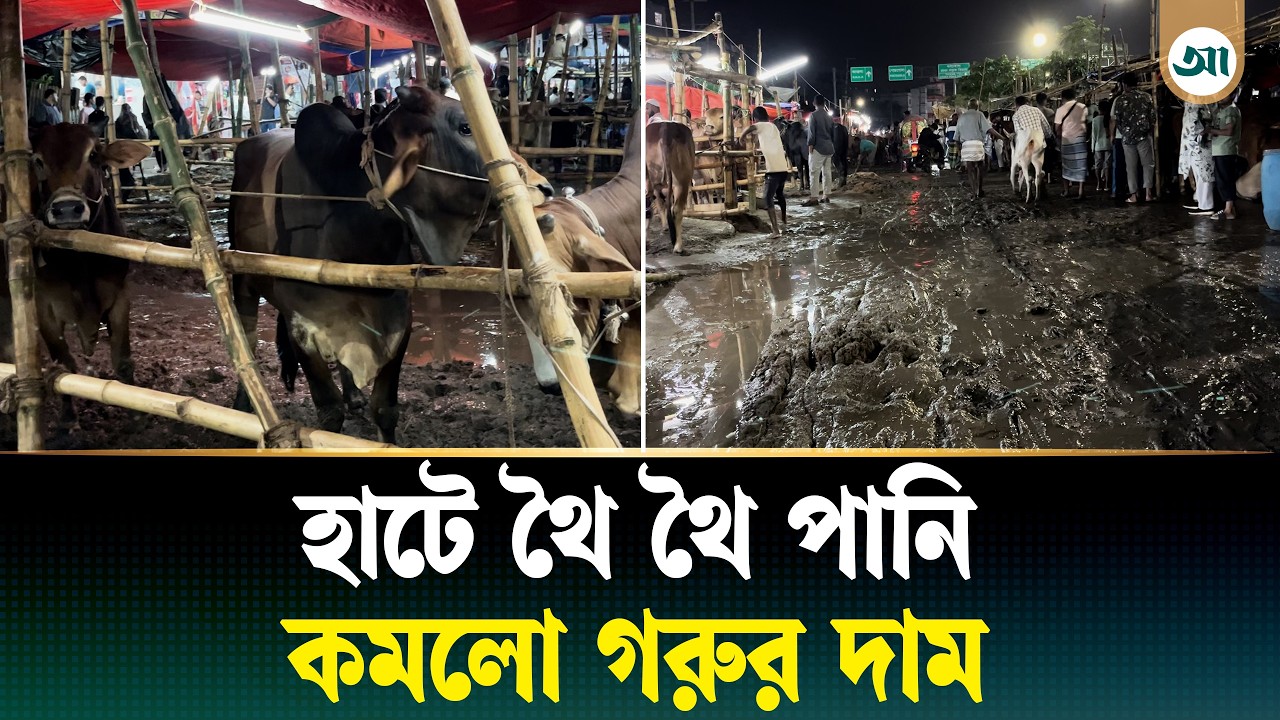 গরুর হাটে কাদায় লুটোপুটি, লোকসানের মুখে বিক্রেতারা