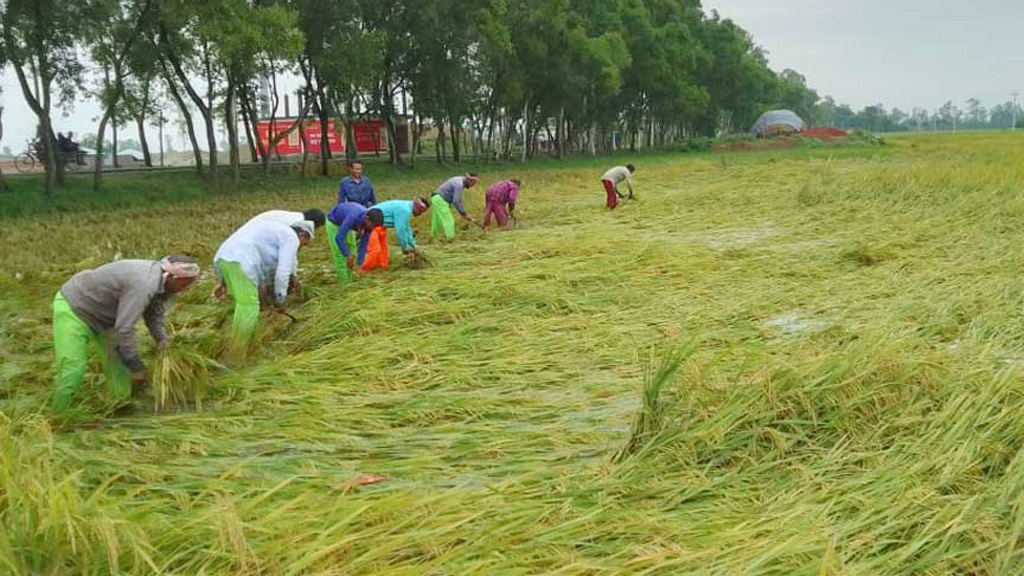 ধান নিয়ে বিপাকে কৃষক