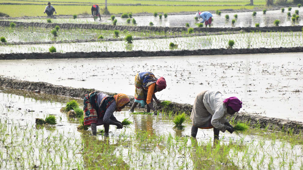 বরেন্দ্র অঞ্চলে এখন বোরো ধানের চারা লাগাচ্ছেন সাঁওতাল নারীরা। গোদাগাড়ী উপজেলার গোগ্রাম ইউনিয়নের লালদিঘী গ্রাম থেকে তোলা। ছবি: মিলন শেখ