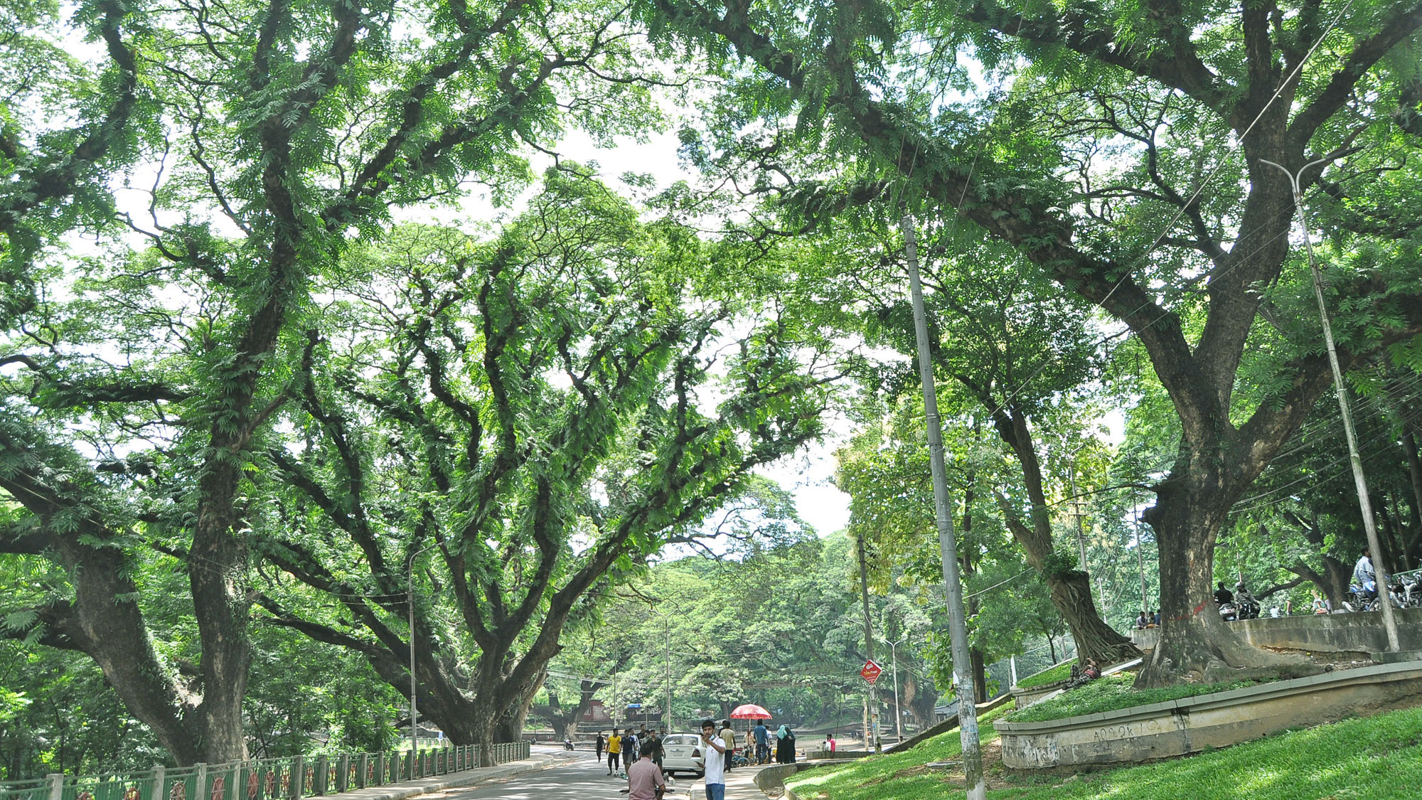 আড়াই শ প্রজাতির গাছ, পাখি কীটপতঙ্গের বাস সিআরবি পাহাড়ে 