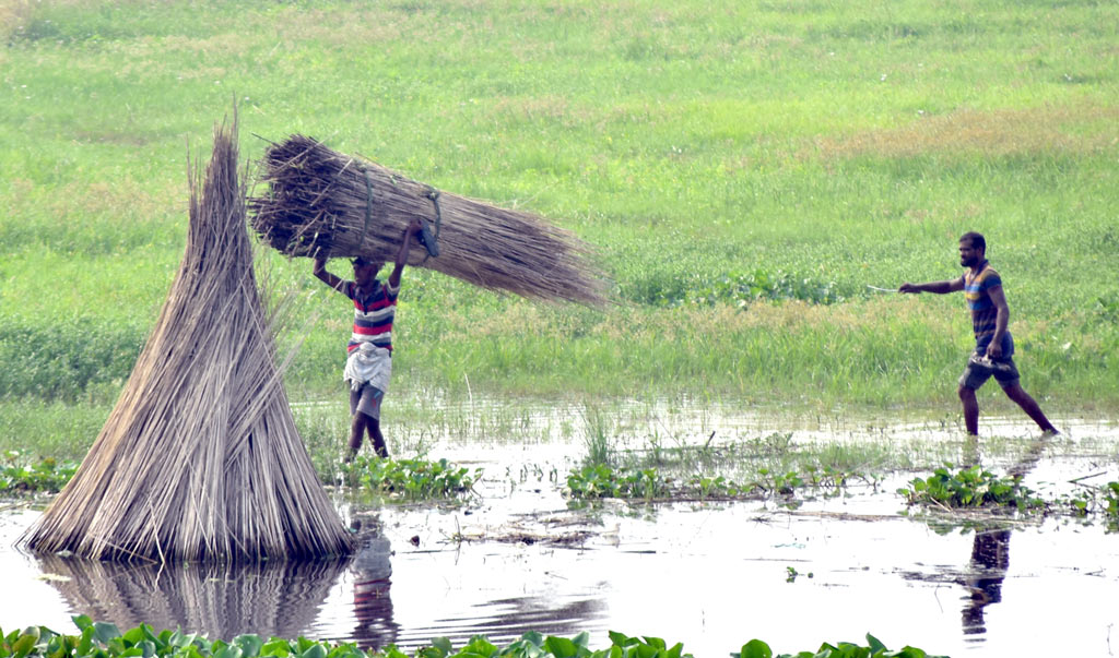 আঁশ ছাড়ানো পাটকাঠিগুলো চর থেকে নৌকায় তুলছেন কৃষকেরা। এগুলো তাঁরা নিয়ে যাবেন বাড়িতে। পরে বিক্রি করবেন বাজারে। নগরীর বড়কুঠি পদ্মা গার্ডেন এলাকার নদীর চর, রাজশাহী, ১২ অক্টোবর ২০২৩। ছবি: মিলন শেখ