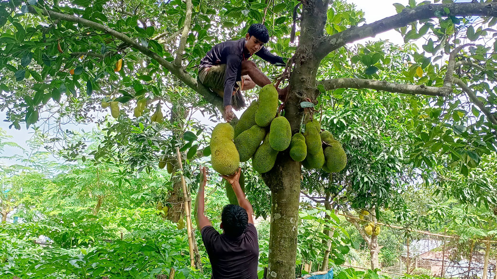 গাংনীতে কাঁঠালের ফলন ভালো, দামে হতাশ বাগানমালিকেরা