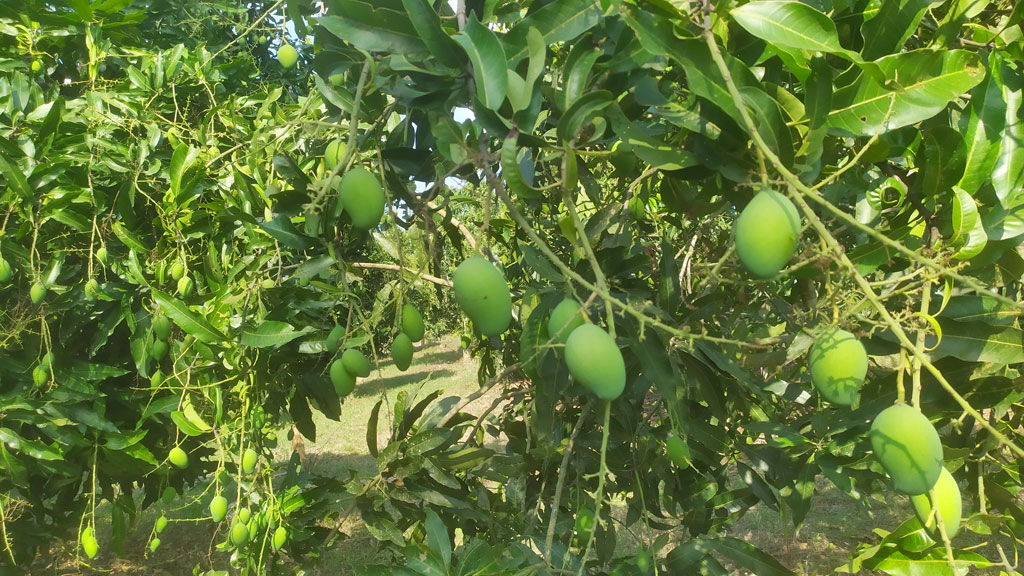 খরায় পাহাড়ে আমের ফলনে লোকসানের আশঙ্কা করছেন চাষিরা। মানিকছড়ি, খাগড়াছড়ি, ৩ এপ্রিল ২০২৩। ছবি: আবদুল মান্নান।