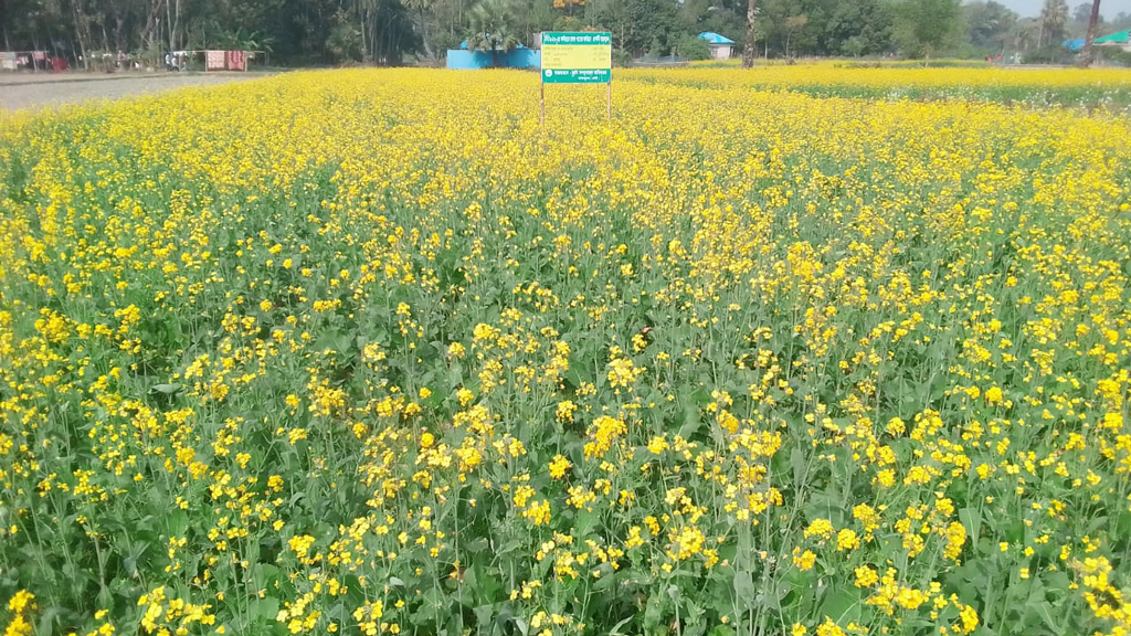 ফেনীতে আগের বছরের দ্বিগুণ সরিষার চাষ 