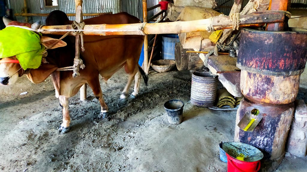 কাঠের ঘানিতে বের করা হচ্ছে খাঁটি সরিষার তেল
