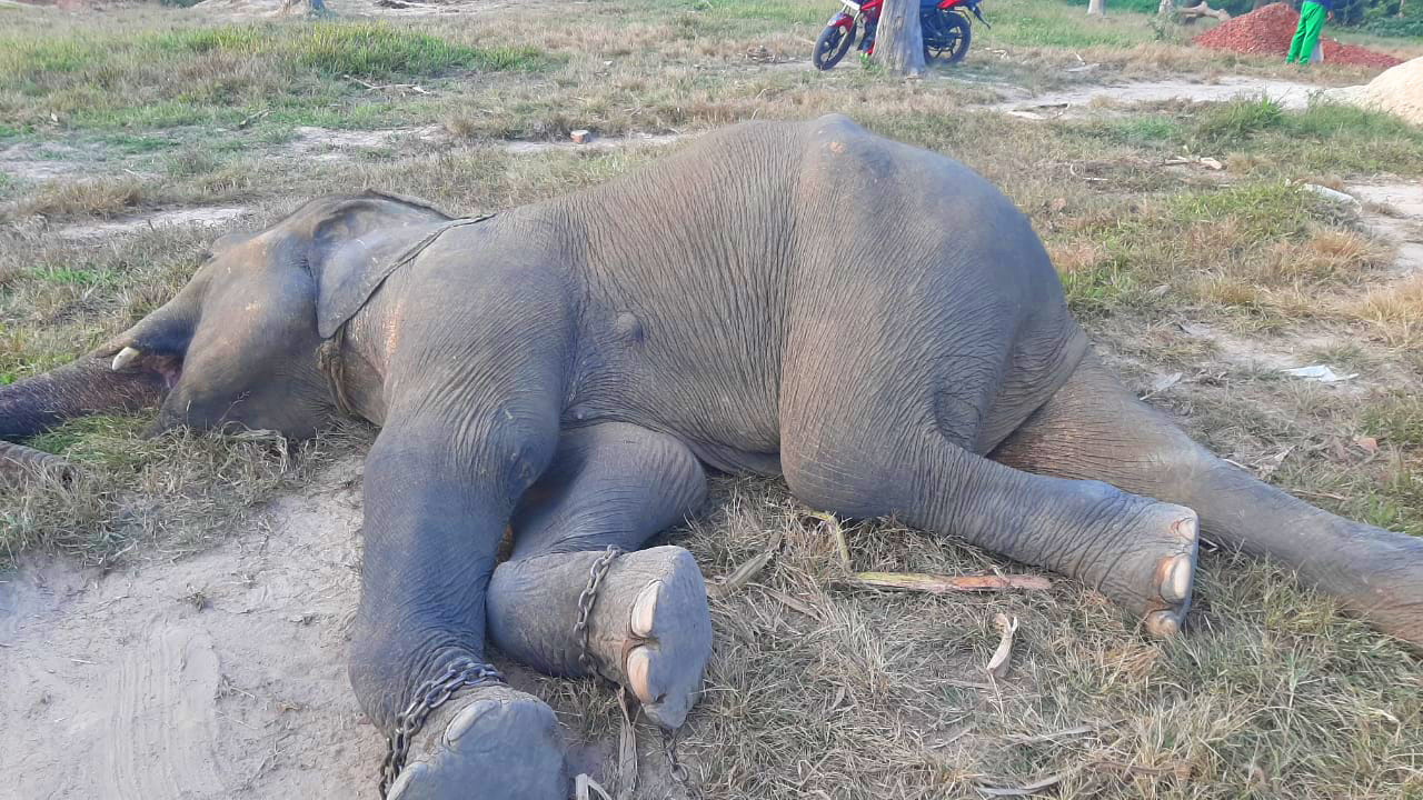 চকরিয়ায় বঙ্গবন্ধু শেখ মুজিব সাফারি পার্কে হাতির মৃত্যু