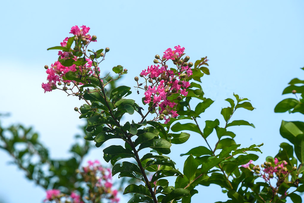 আশ্বিন মাস প্রায় শেষ হতে চলল। কিন্তু বৃষ্টি থামার কোনো লক্ষণ নেই। আবহাওয়ার পূর্বাভাস বলছে এই বৃষ্টির অবিরাম ধারা চলবে আরও কিছুদিন। বৃষ্টিস্নাত সকালে সড়কের পাশে ধরেছে রঙিন জারুল ফুল। ছবিটি রংপুর নগরীর বুড়িরহাট কৃষি গবেষণা কেন্দ্র থেকে তোলা। ৬ অক্টোবর ২০২৩। ছবি: আব্দুর রহিম পায়েল।