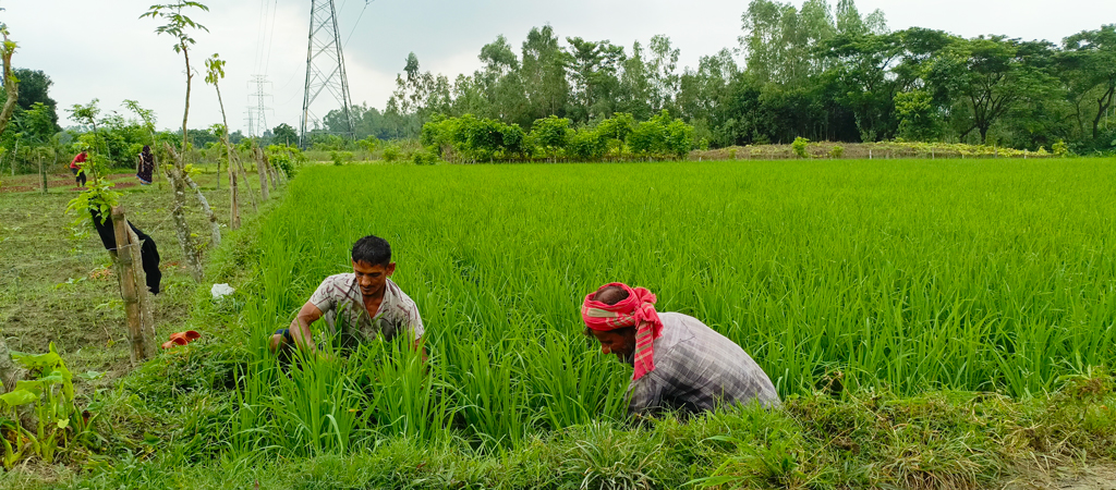 চলছে আমনের মৌসুম। বিস্তীর্ণ মাঠজুড়ে সবুজের সমারোহ। আমন খেতের পরিচর্যায় ব্যস্ত দুই কৃষক। রায়পুরার আশরাফুল গ্রাম, ২৭ সেপ্টেম্বর ২০২৪, নরসিংদী। ছবি: হারুনূর রশিদ