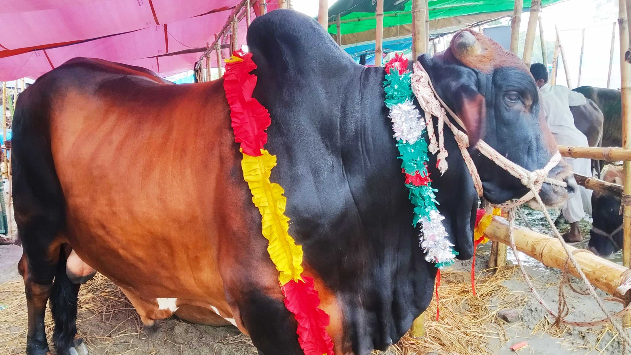 গরুর হাটে ‘মায়ের শখের লালন’