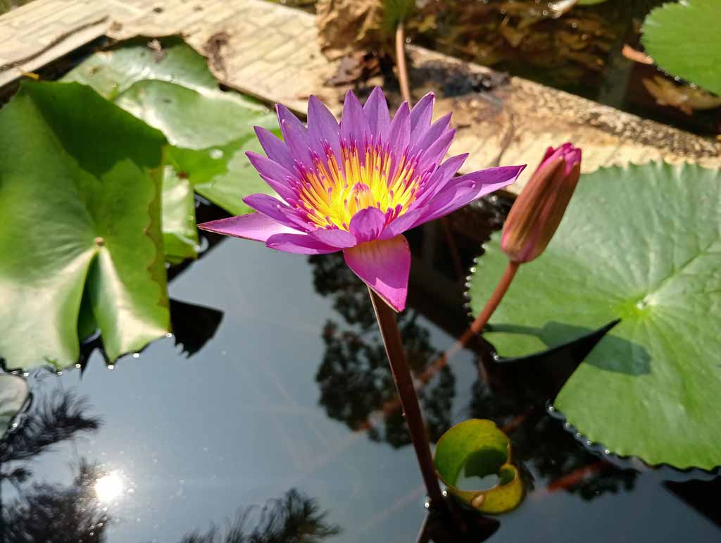 নীল শালুক বা নীল শাপলা দারুণ সুন্দর এক ফুল। গাঢ় ও হালকা নীল দুই ধরনের শাপলাই দেখা যায়। নগরীর রাজশাহী সরকারি মহিলা কলেজের বাগানের পুকুর থেকে তোলা, রাজশাহী, ১৬ অক্টোবর ২০২৪। ছবি: মিলন শেখ