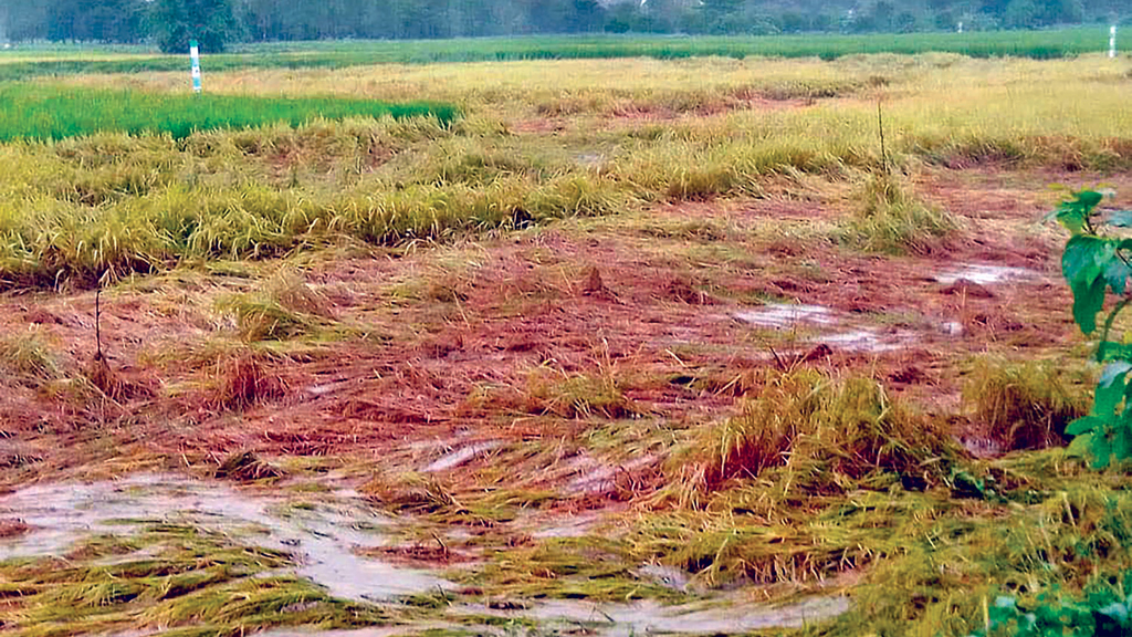 আধা পাকা ধান নুয়ে পড়েছে