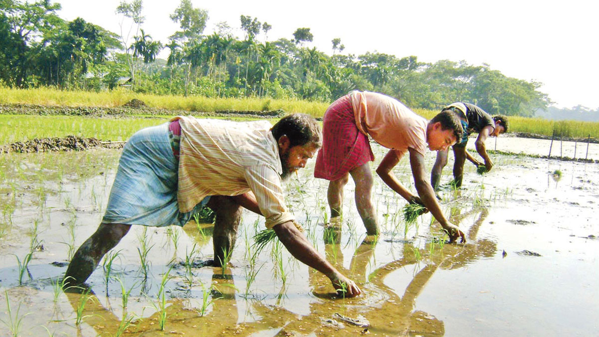 বোরো চাষে ব্যস্ত কৃষক