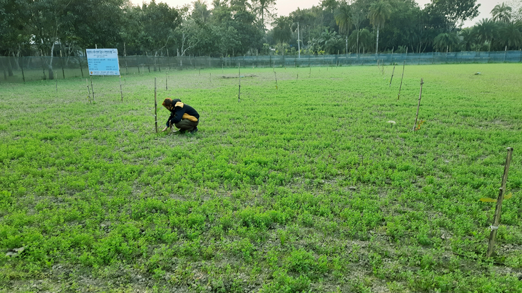 এবার সমতলে কাজুবাদাম ও কফির আবাদ