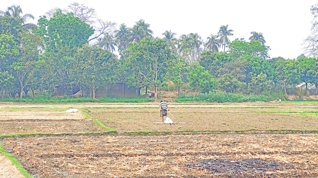 নিম্নমানের পাটবীজ নিয়ে শঙ্কা