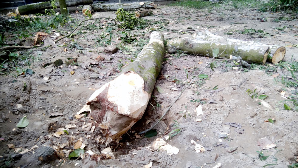 অনুমোদন ছাড়াই বিদ্যালয়ের গাছ কাটলেন প্রধান শিক্ষক