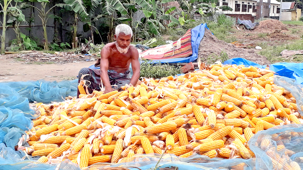 প্রতি বিঘায় আয় ২৫ হাজার টাকা