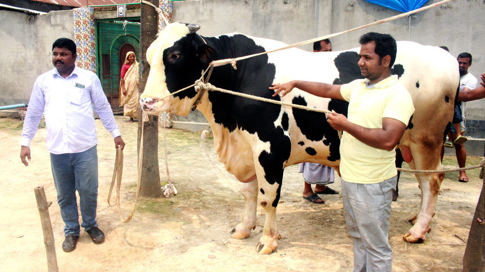 ৩৫ মণের ‘দিনাজপুরের রাজা’র দাম ১৮ লাখ টাকা