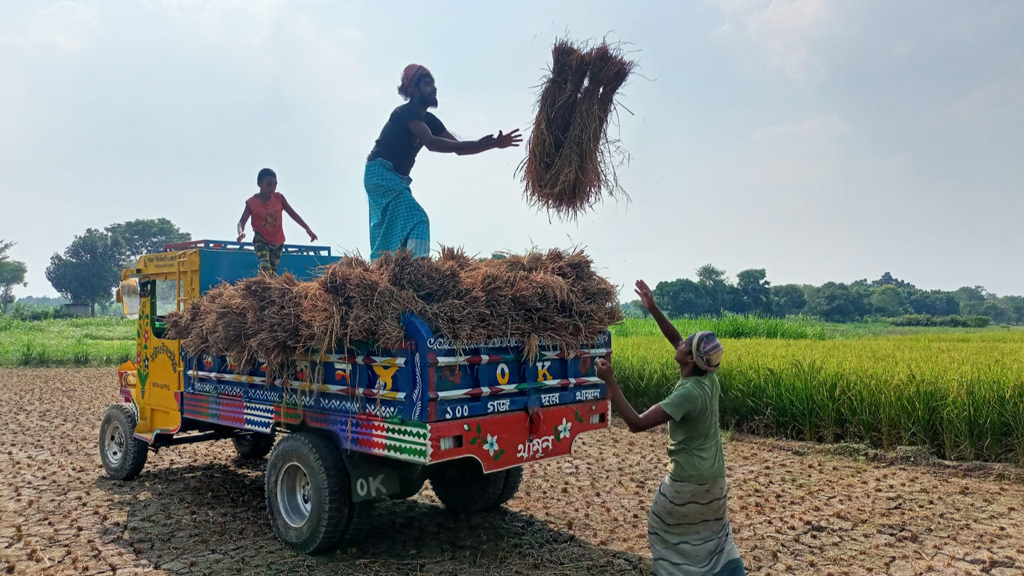 আগাম আমন কাটা শুরু