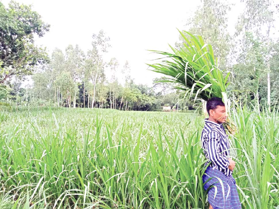 ধান ছেড়ে নেপিয়ার ঘাস চাষ