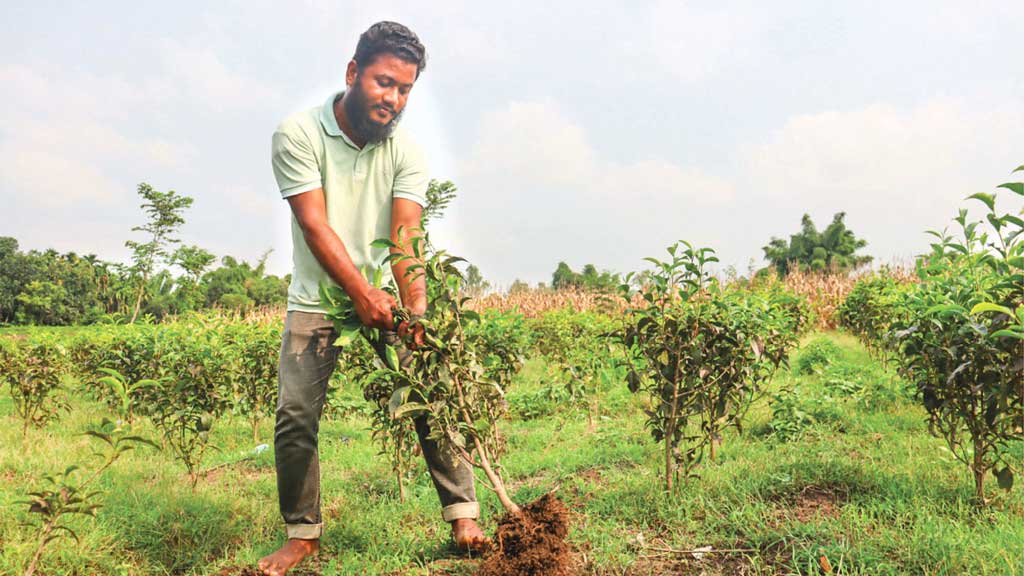 চা ছেড়ে আম ও মসলায় পঞ্চগড়ের চাষিরা