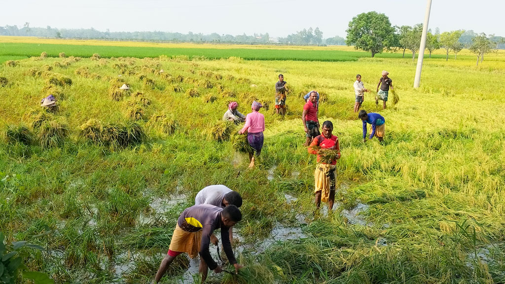 নুয়ে পড়া ধান কাটায় বেশি  খরচে দিশেহারা কৃষক