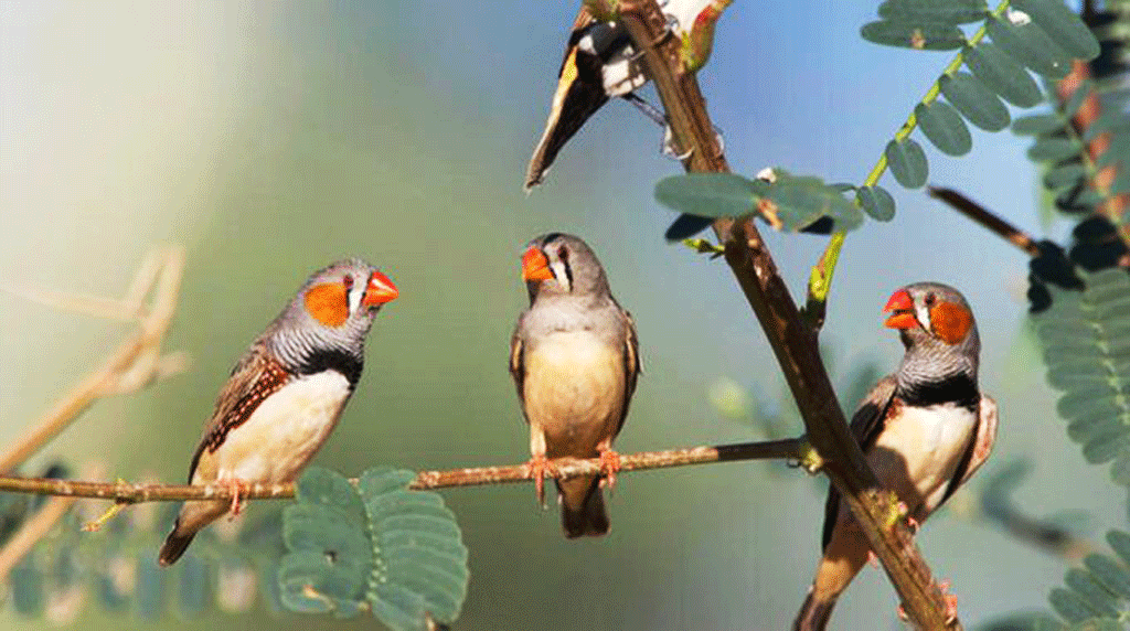 প্রাপ্তবয়স্ক মস্তিষ্কে নতুন কোষ সৃষ্টি কেন সীমিত, জানা গেল গায়ক পাখিতে