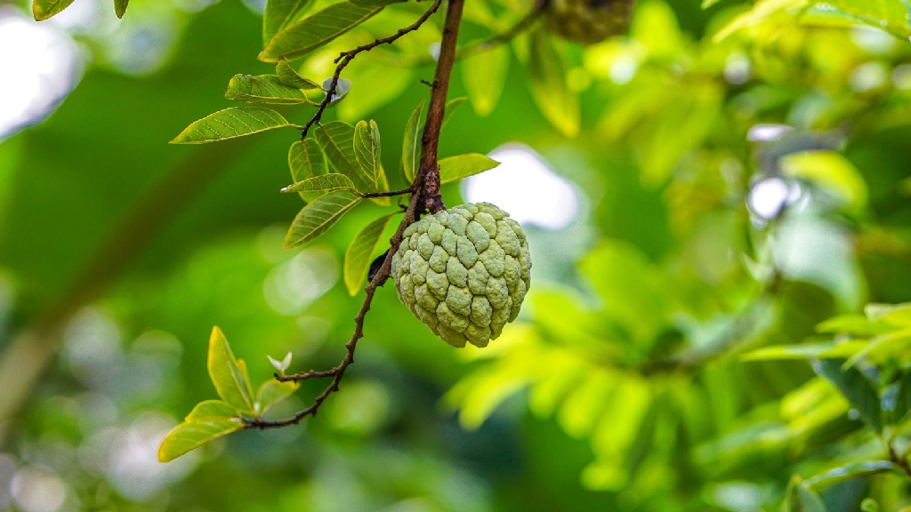 চীনকে নিয়ে তাইওয়ানের শঙ্কা বাড়াচ্ছে আতা ফল