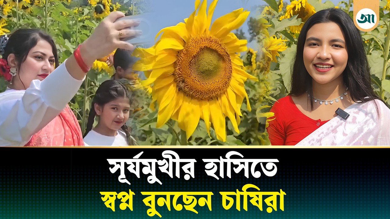 গোমতীর চরে সূর্যমুখীর হাসি