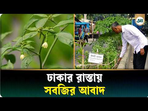 সড়ক বিভাজকের মাঝেই সবজির আবাদ, ঢাকার রাস্তায় গ্রামীণ আবহ