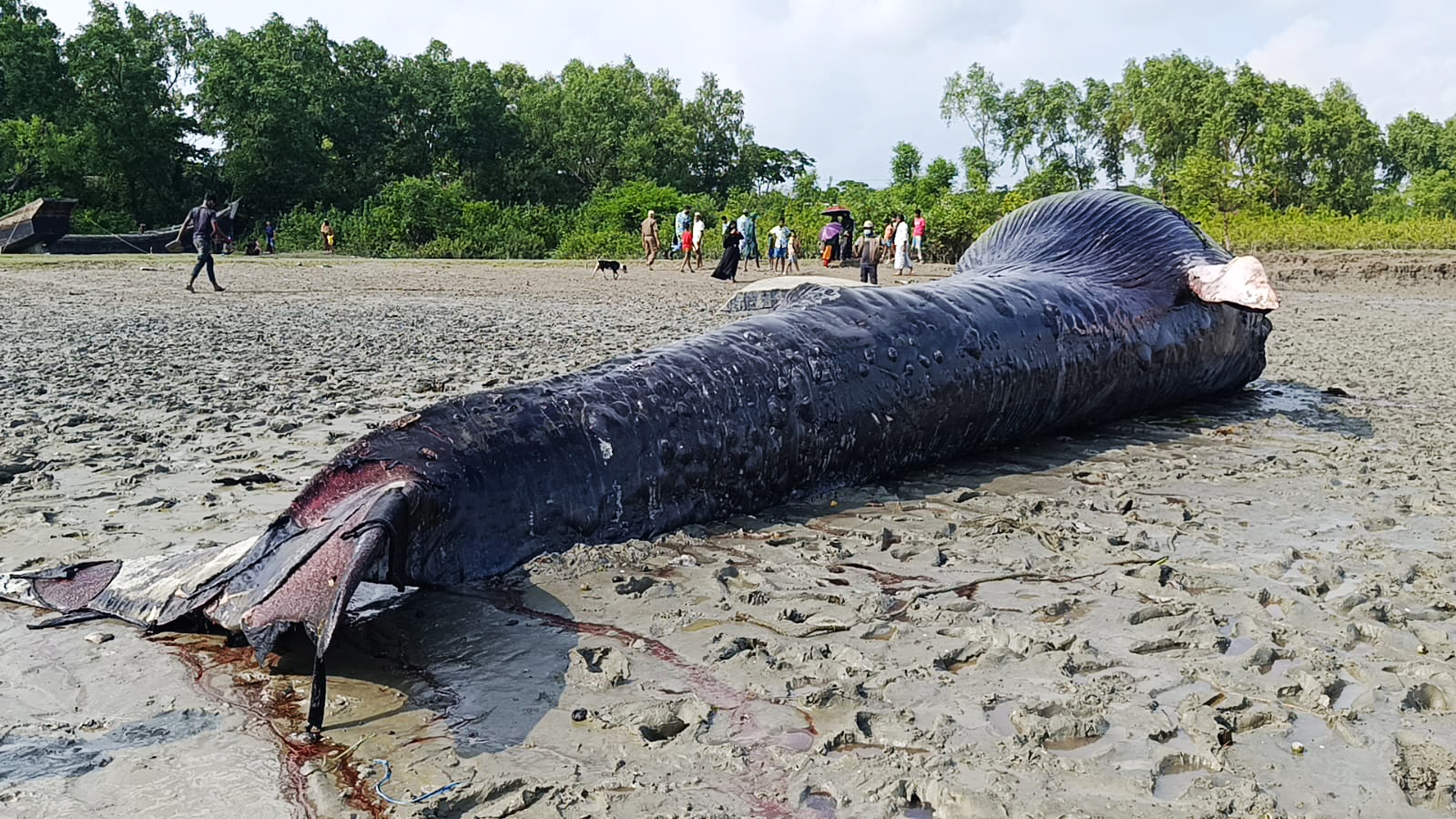 সম্প্রতি বরগুনার তালতলীতে ভেসে আসা মৃত্যু তিমি। ছবি: আজকের পত্রিকা